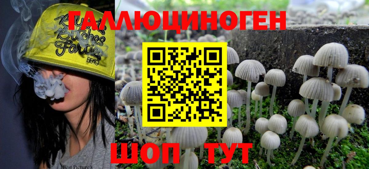 Псилоцибиновые грибы Psilocybine cubensis Ишим